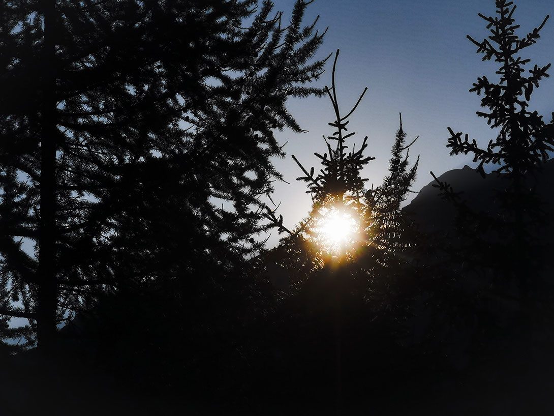 Forêt à contre-jour