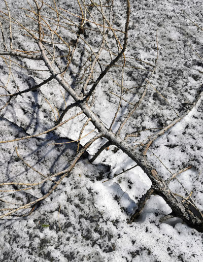 Branche neige et poudre de roche