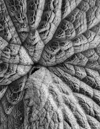 Macroplante