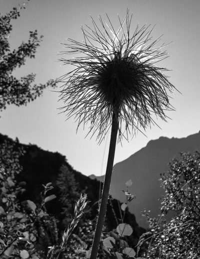 Fleur en montagne