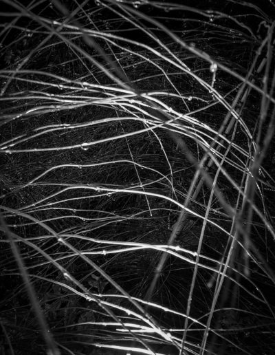 Herbes