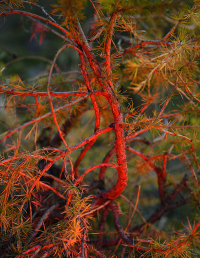 Mélèze rouge