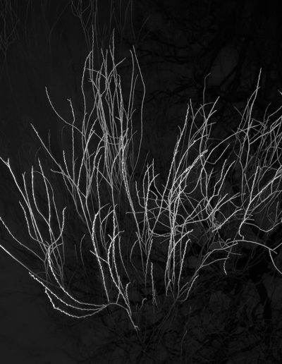 Branches dans la nuit