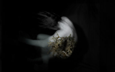 An immersive, forensic take on nature photography