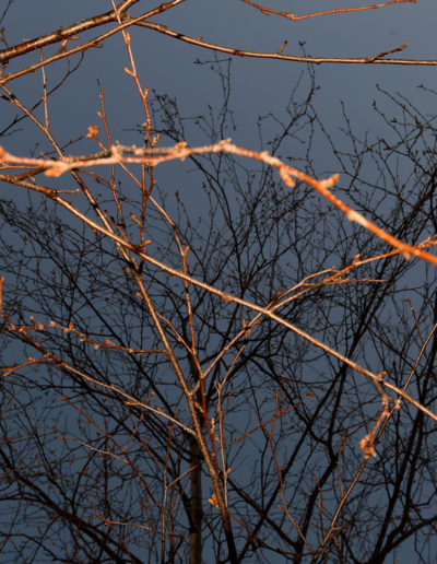 Branches lumineuses