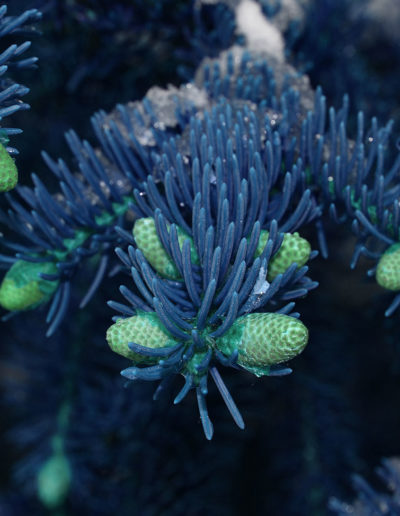 Sapin bleu