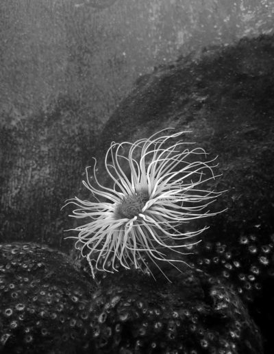 Anemone