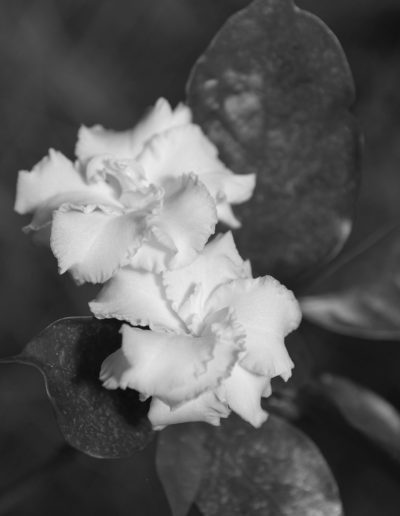 En fleur