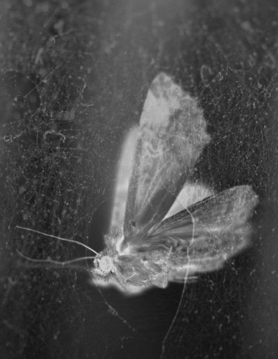 Papillon de nuit